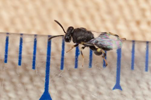 Brachymeria sp.